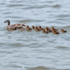 Meet your Posher, Kerry